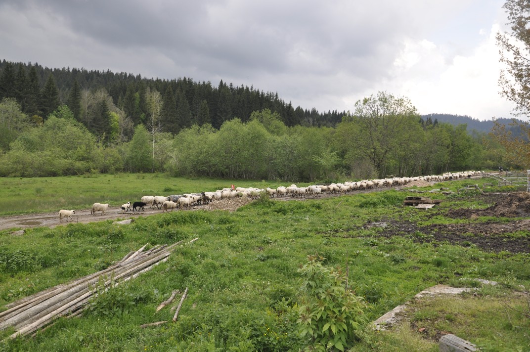 nacelnik_u_okruglici