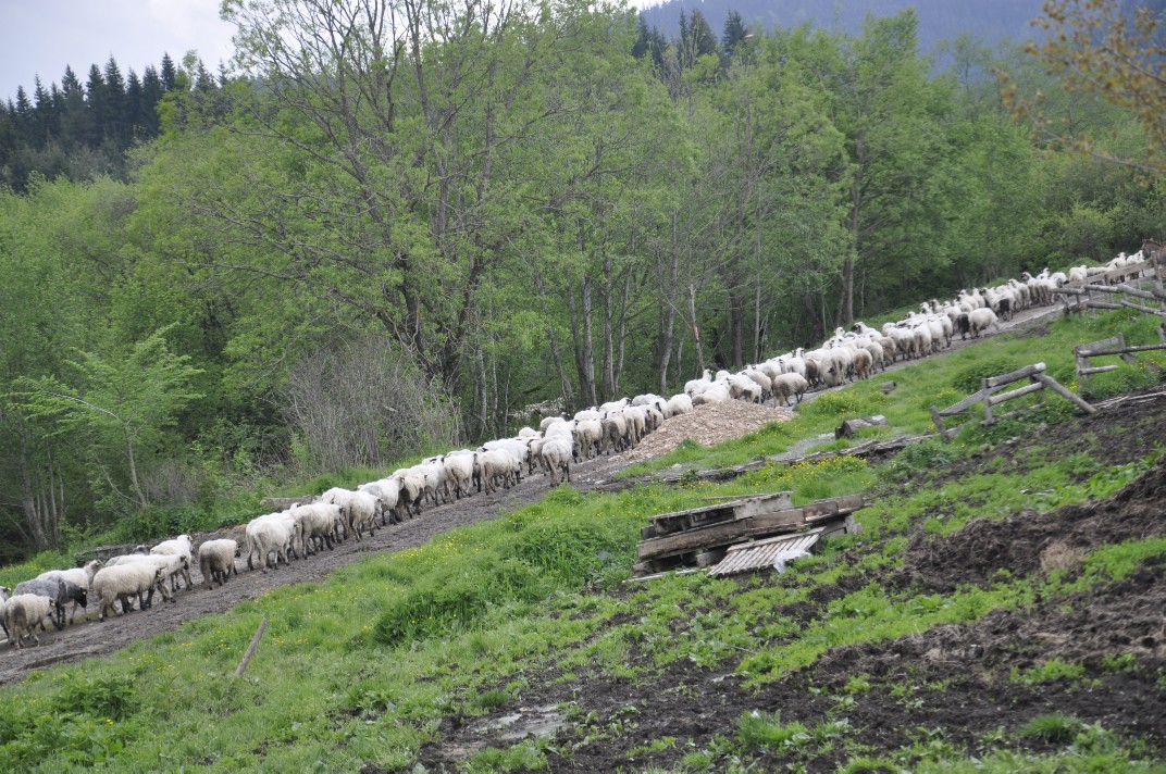 nacelnik_u_okruglici